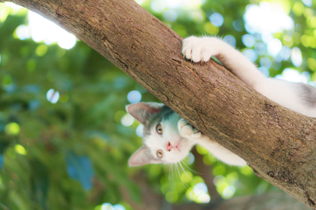 Cat on the treeの写真素材