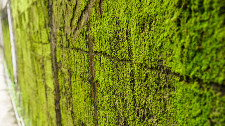 Green moss on old concrete wallの写真素材