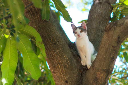 Cat on the treeの写真素材