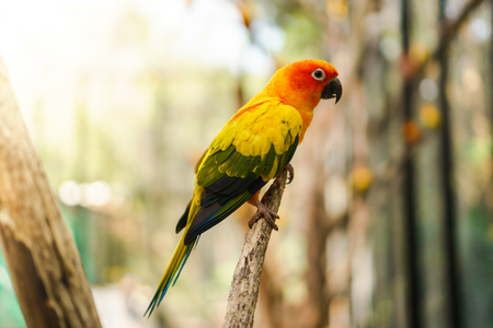 Beautiful colorful sun conure parrot birds on the tree branchの写真素材