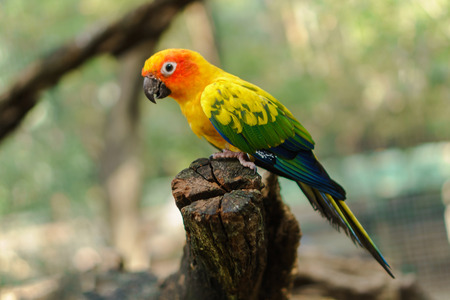 Beautiful colorful sun conure parrot birds on the tree branch