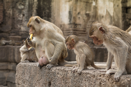 Group of monkeys in Thailandの写真素材