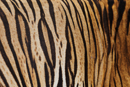 Tiger skin background