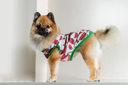 Cute pomeranian dog の写真素材