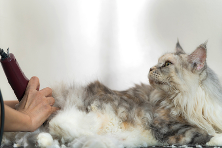Cat grooming, Groomer cutting hair of cat in the beauty salon for dogs and catsの写真素材