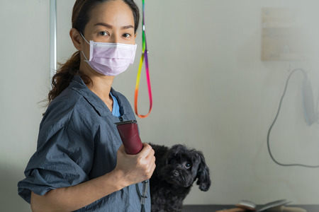Female groomer cutting hair of small dog at a salon in the beauty salon for dogsの写真素材