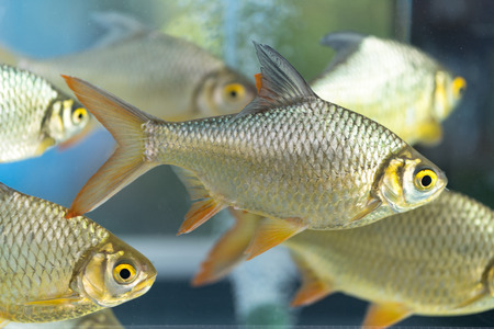 Red-tail Tinfoil Barbの写真素材