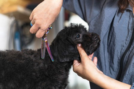 Groomer cutting hair of small dog at a salon in the beauty salon for dogsの写真素材
