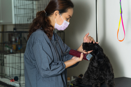 Female groomer cutting hair of small dog at a salon in the beauty salon for dogsの写真素材