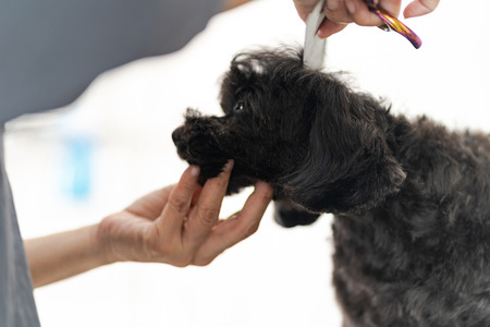 Groomer cutting hair of small dog at a salon in the beauty salon for dogsの写真素材