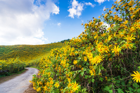 Yellow flowers (Tithonia diversifolia) on the mountain, Tung Bua Tong viewpoint in Doi Mae U Kho, Khun Yuam, Mae Hong Son, Thailandの写真素材