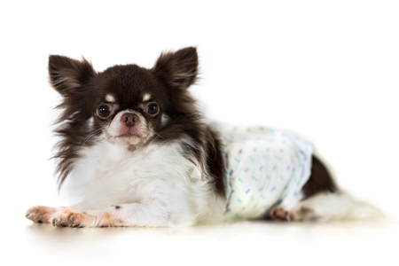Cute chihuahua dog isolated on white backgroundの写真素材