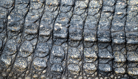 Closeup image of crocodile skin texture backgroundの写真素材