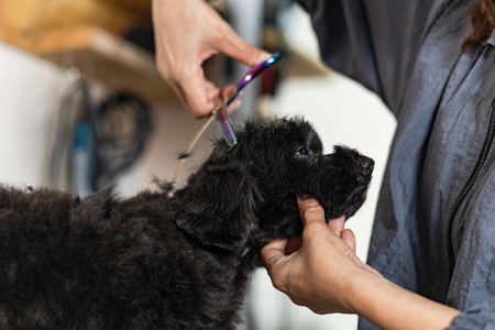 Groomer cutting hair of small dog at a salon in the beauty salon for dogsの写真素材