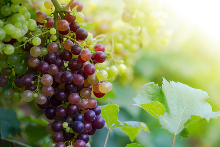 Vineyard with ripe grapes in countryside, Purple grapes hang on the vineの写真素材