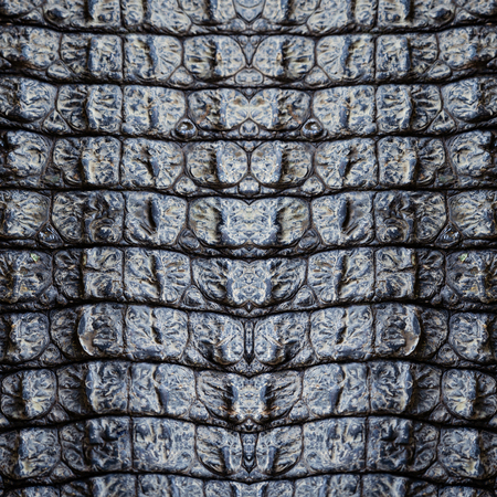Closeup image of crocodile skin texture background
