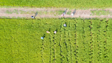 Aerial top view of the yellow and green rice fieldsの写真素材