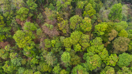 Aerial top view forest, Natural park backgroundの写真素材
