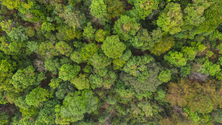 Aerial top view forest, Natural park backgroundの写真素材