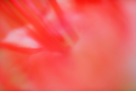 Abstract blurred beautiful red flower light on summer sunrise backgroundの写真素材