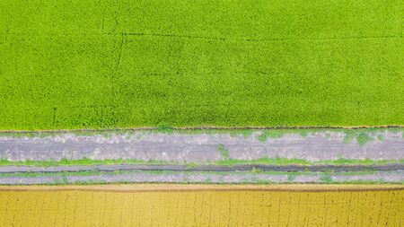 Aerial top view of green and yellow rice field from above