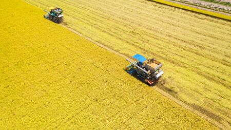 Aerial view of Harvester machine working in rice field from above