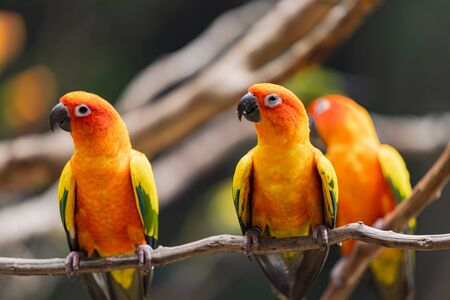 Beautiful colorful sun conure parrot birds on the tree branch