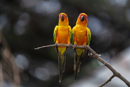 Beautiful colorful sun conure parrot birds on the tree branchの写真素材