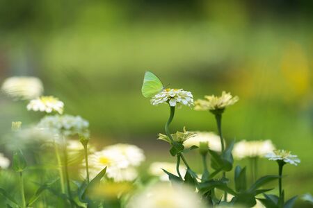 White butterfly on white flowerの写真素材