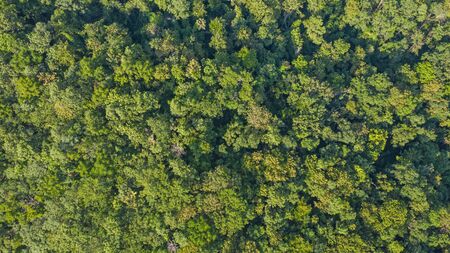Aerial top view of forest texture background view from above