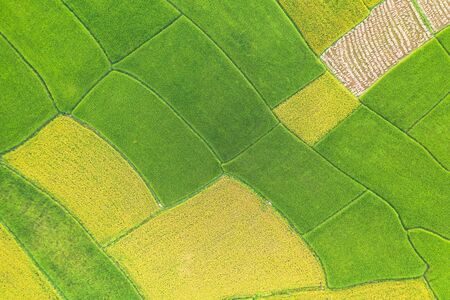 Aerial view of the green and yellow rice field landscape different pattern at morning in the...