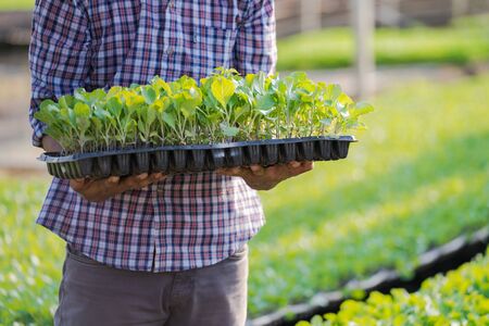 Asian farmer holding young seedlings in his farm in the vegetable gardenの写真素材