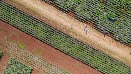 Flower garden, Aerial top view, background with beautiful colorful flower in thailand