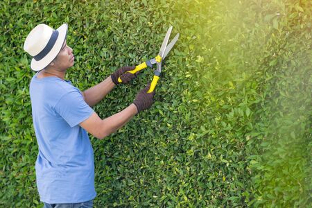 Man working in garden is pruning of ornamental trees at home in morning