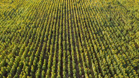 Sunflower garden, Aerial top view, background with beautiful yellow flower in thailandの写真素材