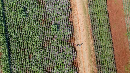 Flower garden, Aerial top view, background with beautiful colorful flower in thailandの写真素材