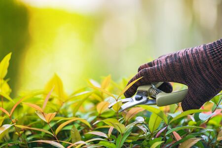 Pruning of ornamental trees at home in morning