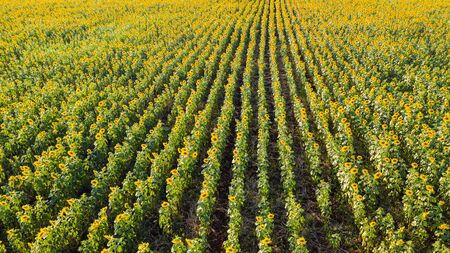 Sunflower garden, Aerial top view, background with beautiful yellow flower in thailand