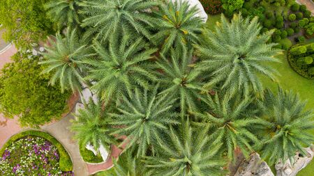 Aerial view of Beautiful green gardenの写真素材