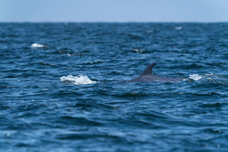 Bruda whale swimming up to the surface showing at the gulf of Thailand