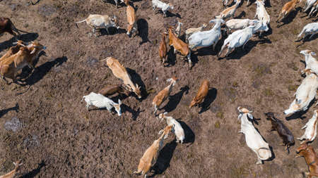 Aerial view of cows, View from Drone flight over pasture in countryside thailand