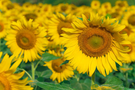Sunflowers field, Blooming sunflowers natural backgroundの写真素材