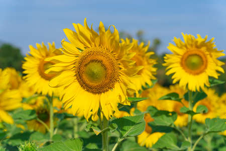 Blooming sunflowers on natural background, Sunflowers field on sky backgroundの写真素材