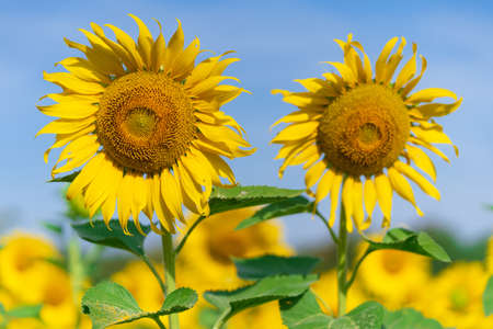 Blooming sunflowers on natural background, Sunflowers field on sky backgroundの写真素材