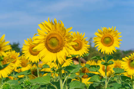 Blooming sunflowers on natural background, Sunflowers field on sky backgroundの写真素材