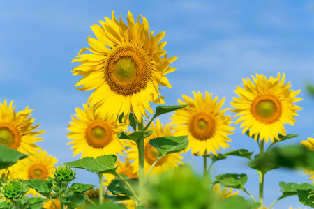Blooming sunflowers on natural background, Sunflowers field on sky backgroundの写真素材