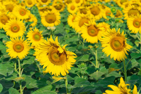 Sunflowers field, Blooming sunflowers natural backgroundの写真素材