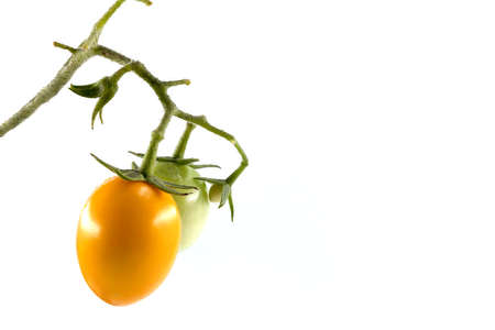 bunch of 2 tomatoes on a white backgroundの写真素材