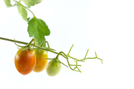 bunch of 3 tomatoes on a white backgroundの写真素材