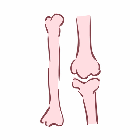 Illustration of human bones. Can be used as symbol of orthopedicsのイラスト素材